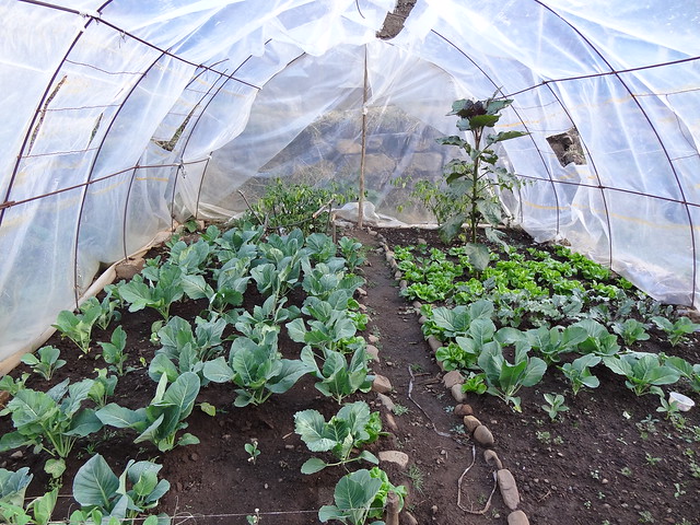 Veggies in the (old style) greenhouse, Quishuar